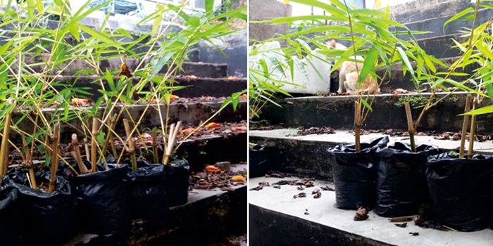 Bibit pohon Bambu kuning siap ditanam pada Hari Menanam Pohon Indonesia, 28 November 2020 di Objek Wisata Hutan Bambu Desa Cisurupan, Kecamatan Cibiru.