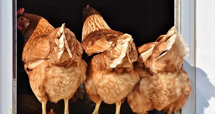 FOTO ilustrasi ayam. Hindari konsumsi daging pantat ayam karena bisa memicu kanker.*