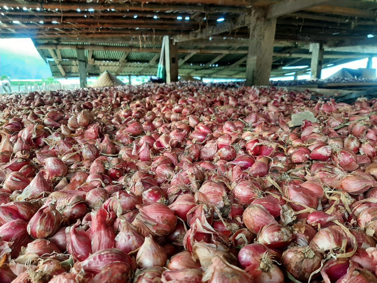 Produk bawang merah Kintamani Bangli, Bali yang sudah kering dan siap dipasarkan.