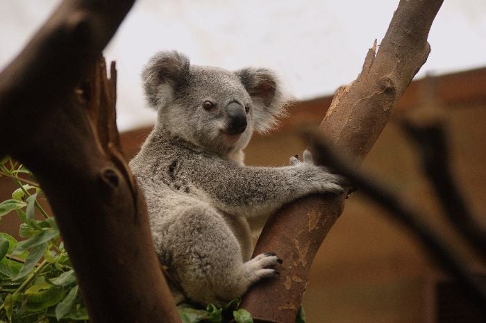 Efek Mengerikan Kebakaran Hutan Australia, 600 Ribu Koala Diperkirakan