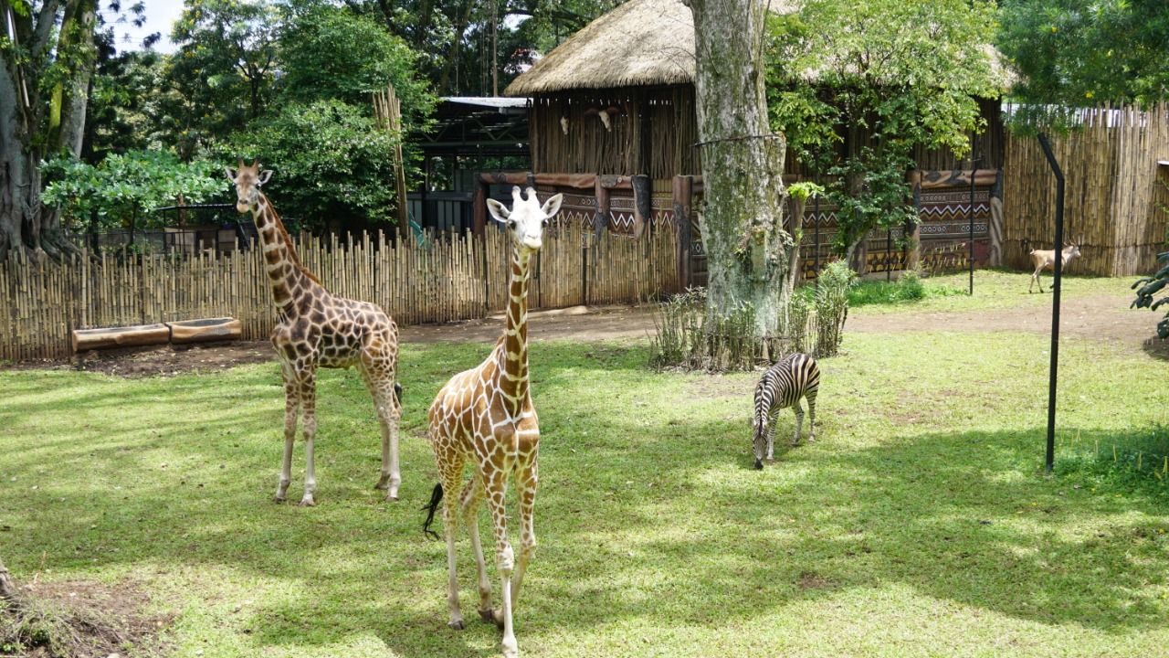 Tempat Wisata Di Bandung Untuk Anak Kebun Binatang