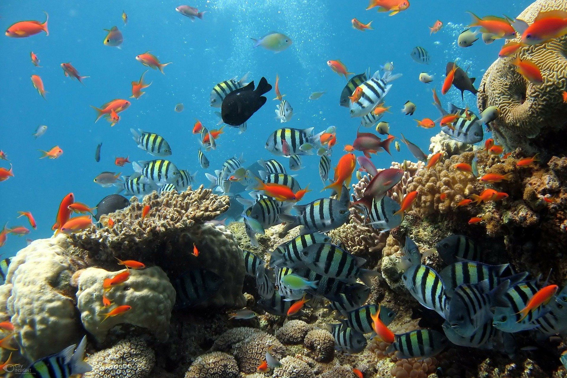 94+ Cara Memelihara Ikan Air Laut Dalam Akuarium Gratis Terbaru