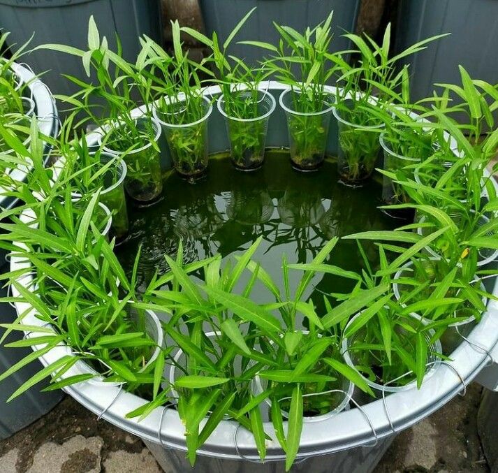 Budikdamber (budidaya ikan dalam ember)  teknik berkebun yang memadukan aquaponic dan beternak ikan