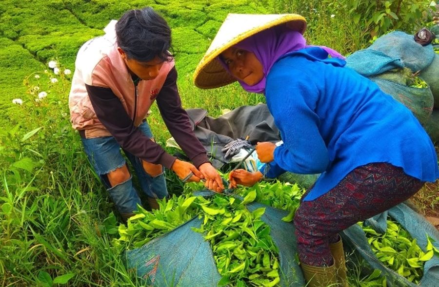 Tuliskan Tiga Jenis Pekerjaan Yang Berhubungan Dengan Pengolahan Tanaman