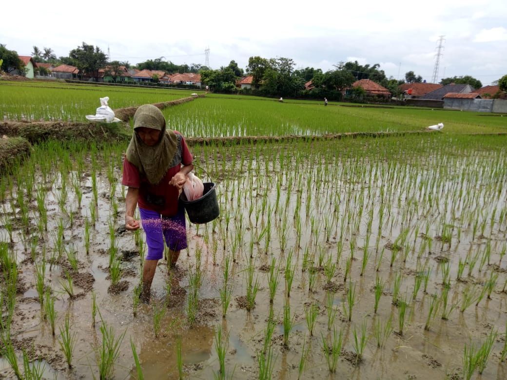 Pupuk Bersubsidi Bukan Hanya Soal Kenaikan Harga, Tapi Sering Langka ...