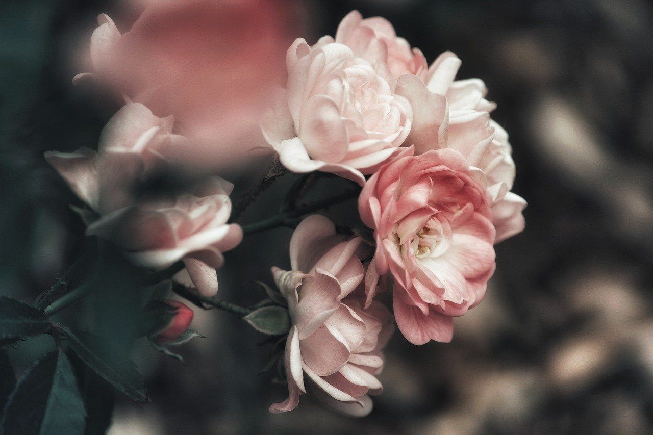 Bunga mawar yang bisa jadi hadiah di hari Ibu.
