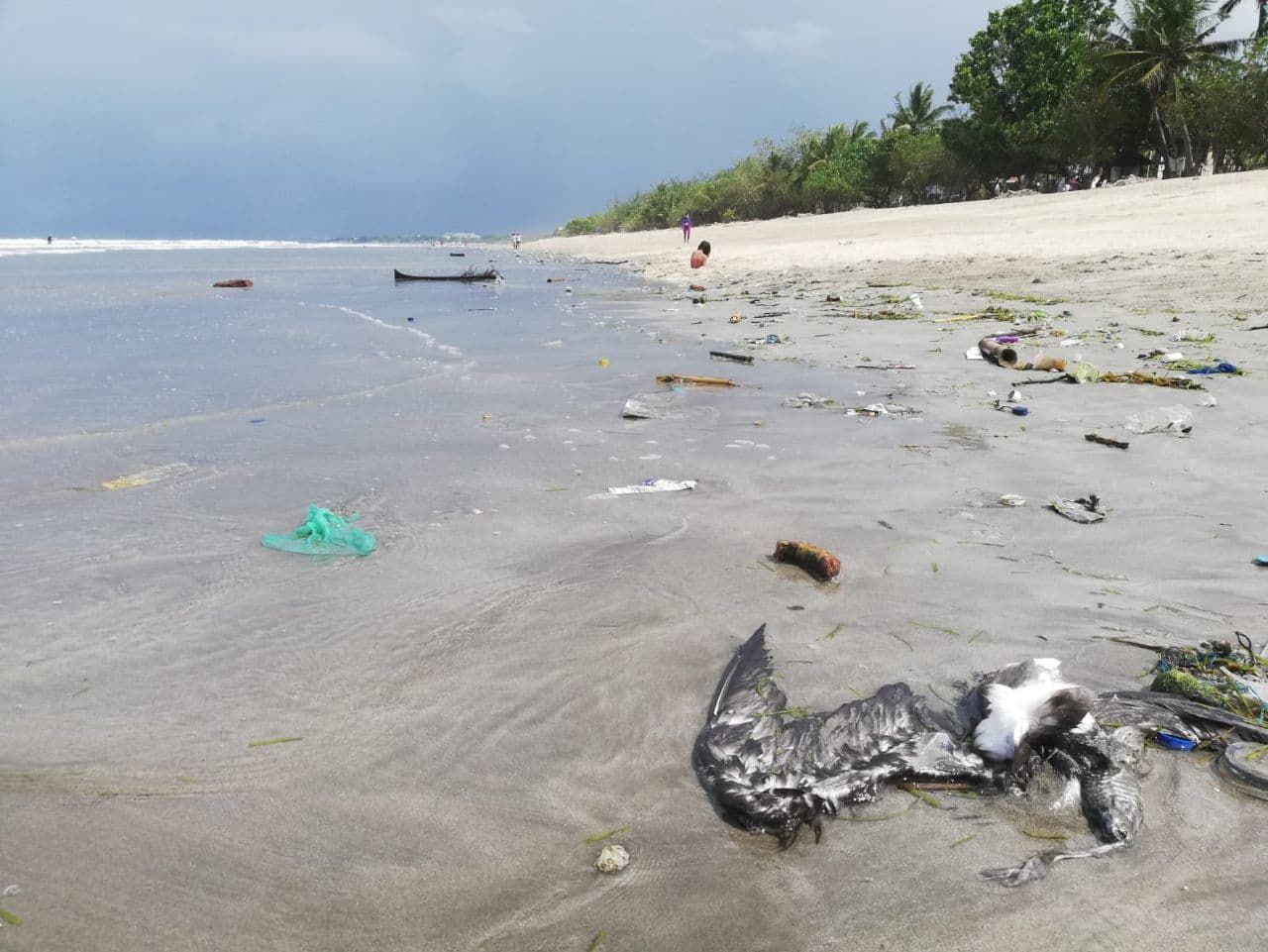 Duh Pantai Kuta Masih Kotor Ada Sampah Plastik Sampai Bangkai Burung Denpasar Update