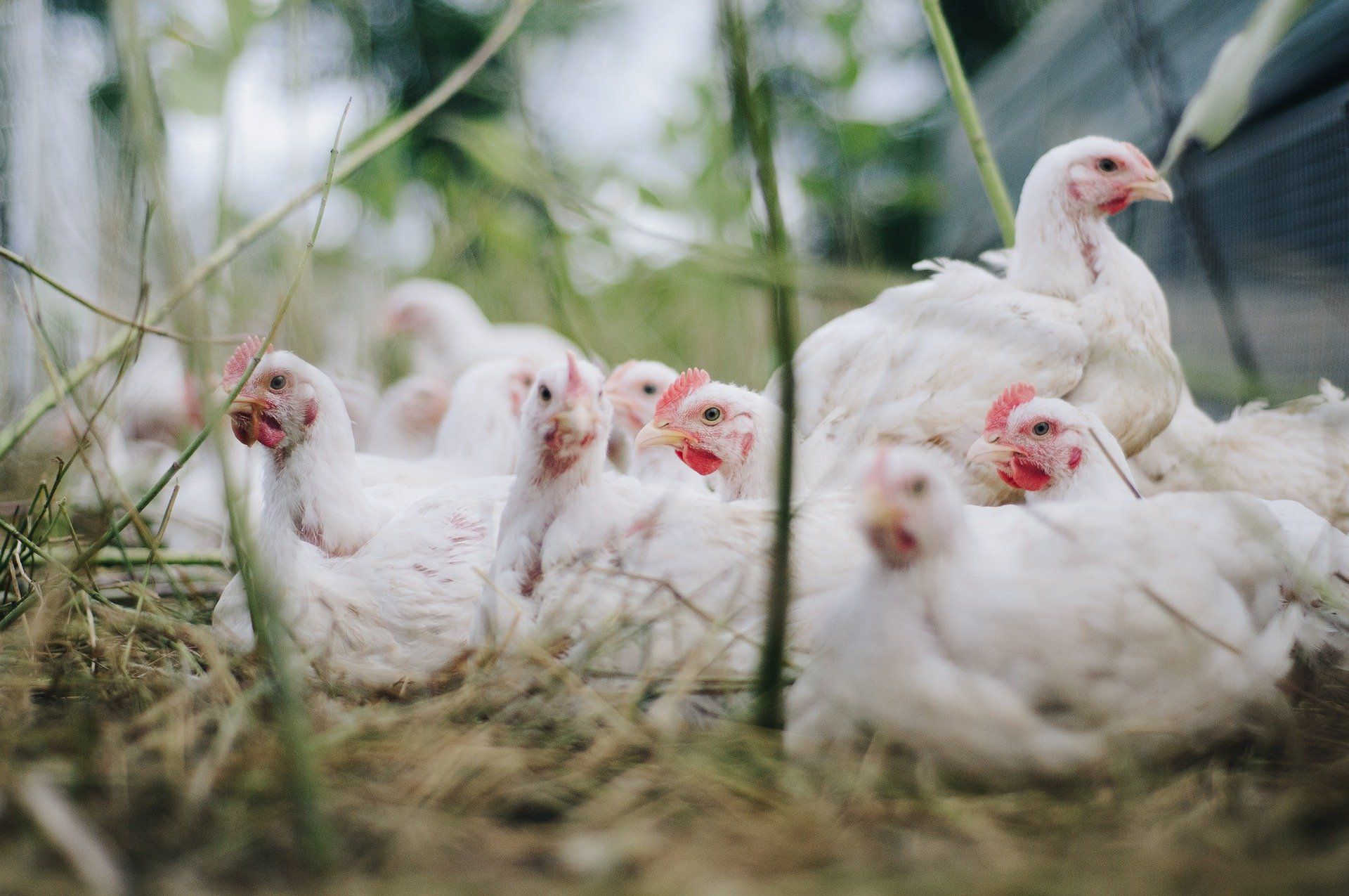 Panen Ayam Di Peternakan Lapas Kelas Iib Garut Kalapas Warga Binaan Dapat Penghasilan Tambahan Pikiran Rakyat Com