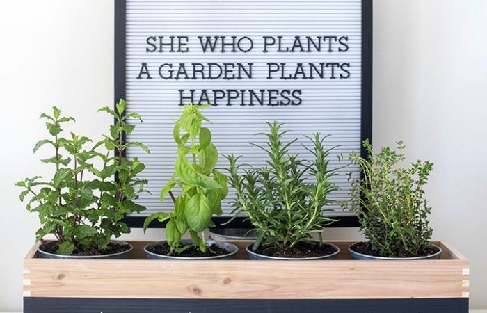 tanaman herbal