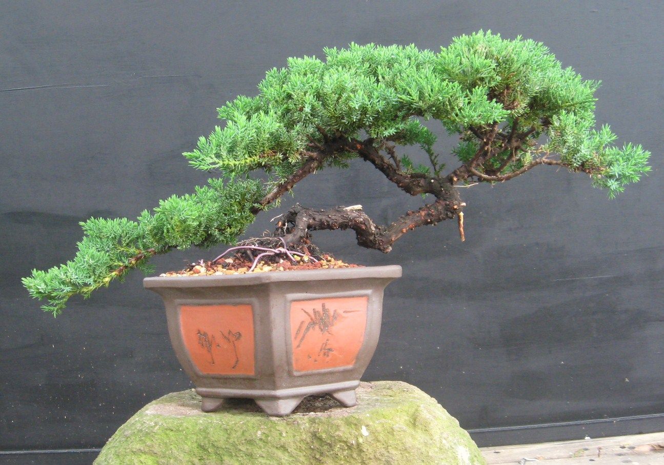 Pohon Bonsai Juniper 