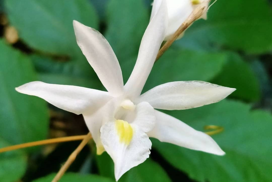 Bisa Dijual Kembali, Begini Cara Merangsang dan Memperbanyak Bunga Anggrek Merpati