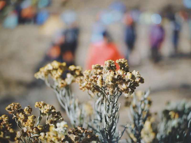 Penampakan Bunga Edelweish di Alun-alun suryakencana Gunung Gede.