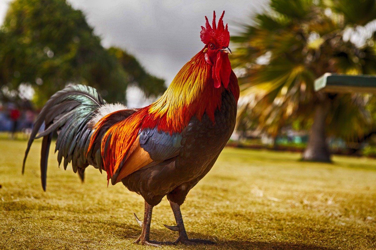 Ramalan Shio 2021 Cek Prediksi Keberuntungan Shio Ayam Spesial Di Tahun Kerbau Logam Pikiran Rakyat Bogor Halaman 3