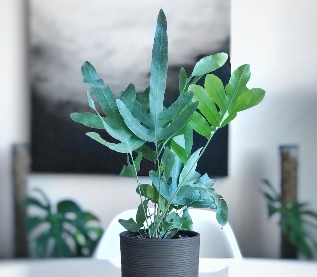 Dari Blue Star Fern Hingga Velvet Calathea Ini 10 Tanaman Hias Yang Bakal Populer Di Kabar Joglo Semar