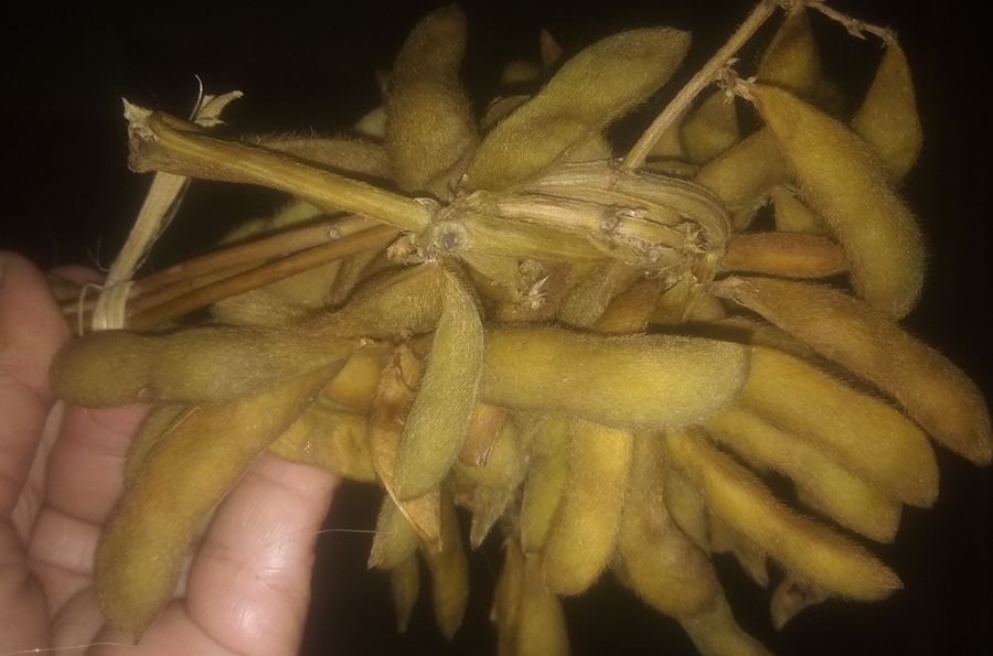 Kacang bulu, adalah kedelai lokal muda yang dipaten petani, dijual oleh tukang bajigur dengan cara direbus. *.