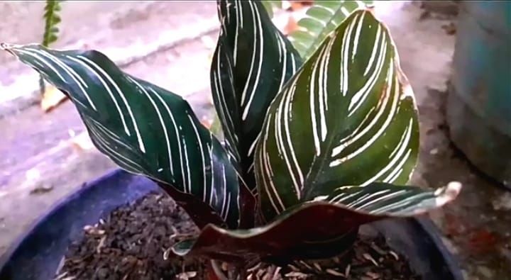 Ilustrasi tanaman calathea ornata.