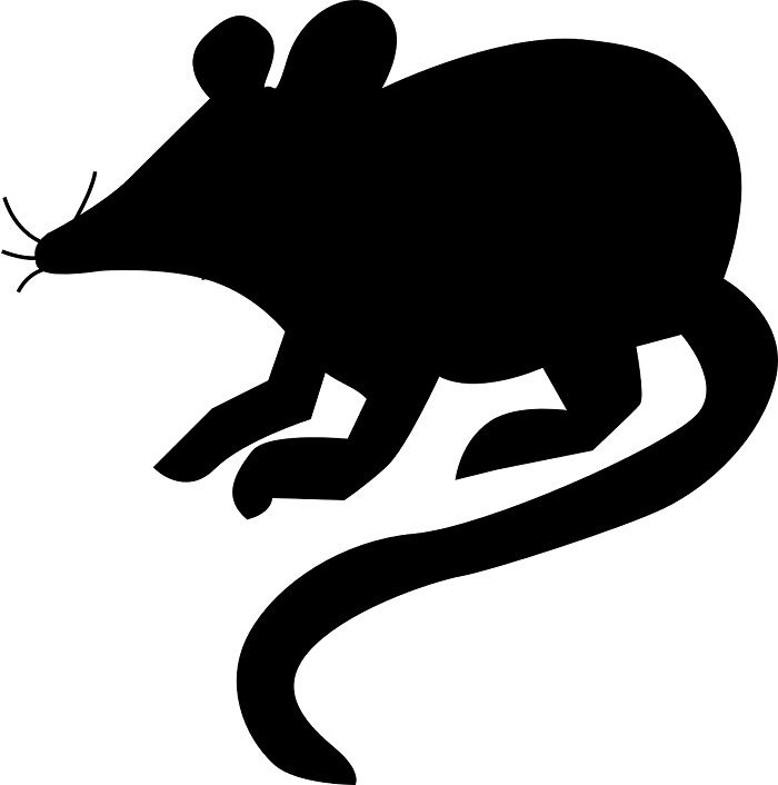 8 Hewan Pembawa Rezeki Nggak Nyangka Tikus Curut Juga Termasuk Warta Sambas Raya
