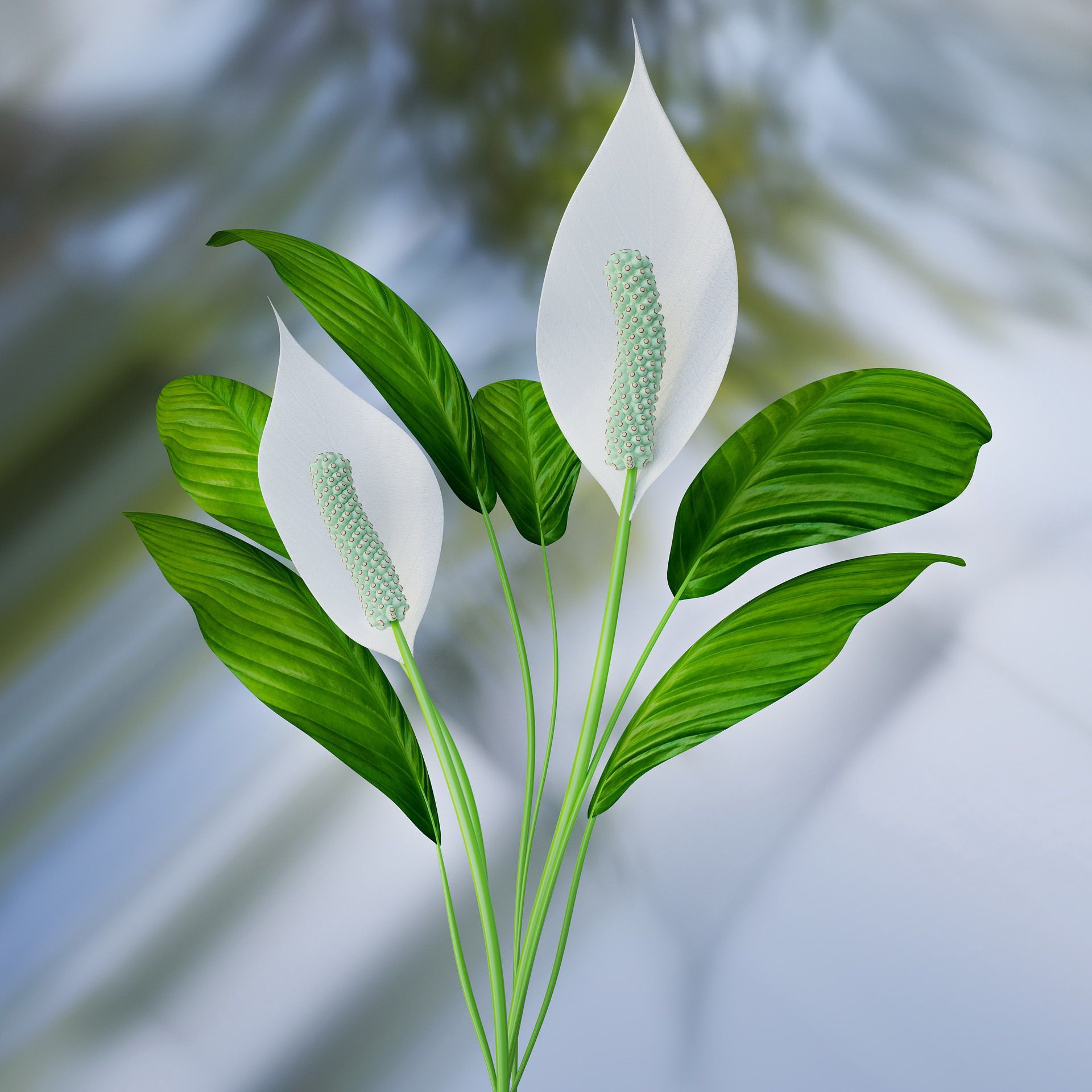 Peace Lily/MasterTux/Pixabay 