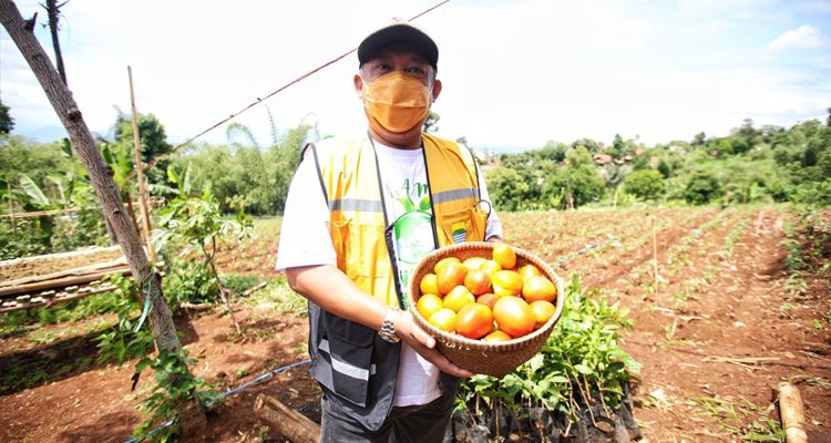Wakil Wali Kota Bandung, Yana Mulyana saat panen tomat di Mbah Garut, Selasa 12 Januari 2021.