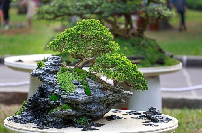 Tanaman bonsai