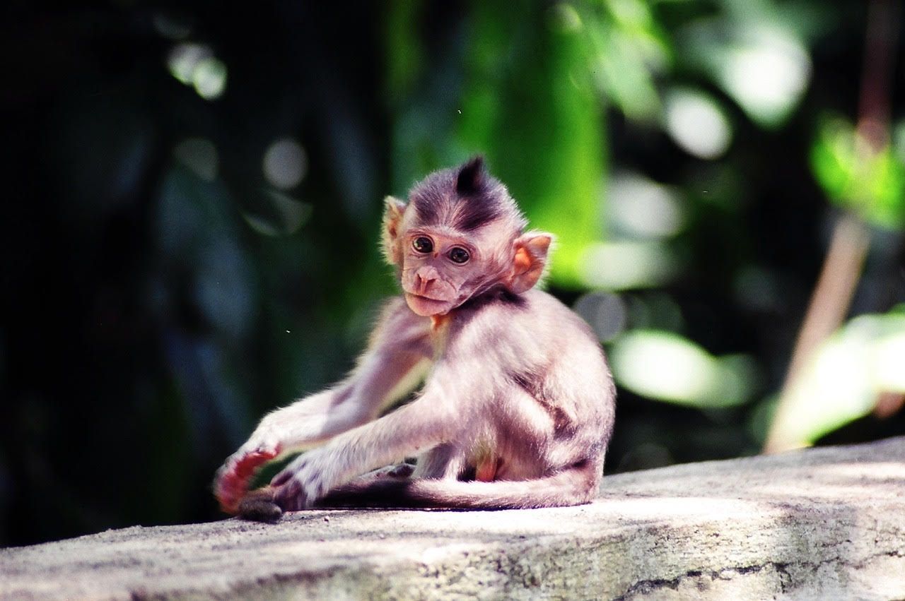 Monyet di Pura Uluwatu, Bali.