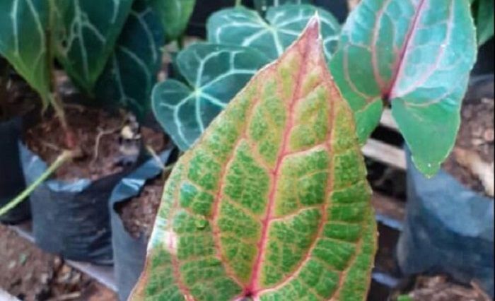 Keladi Black Jack Bakal Bersaing Dengan Aglonema Anthurium Dan Lidah Mertua Zona Priangan