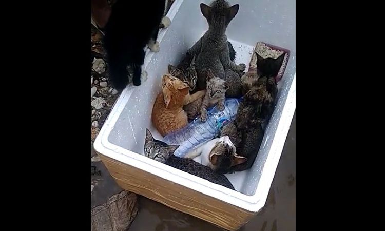 Kucing terjebak banjir Kalimantan Selatan dievakuasi dengan boks gabus