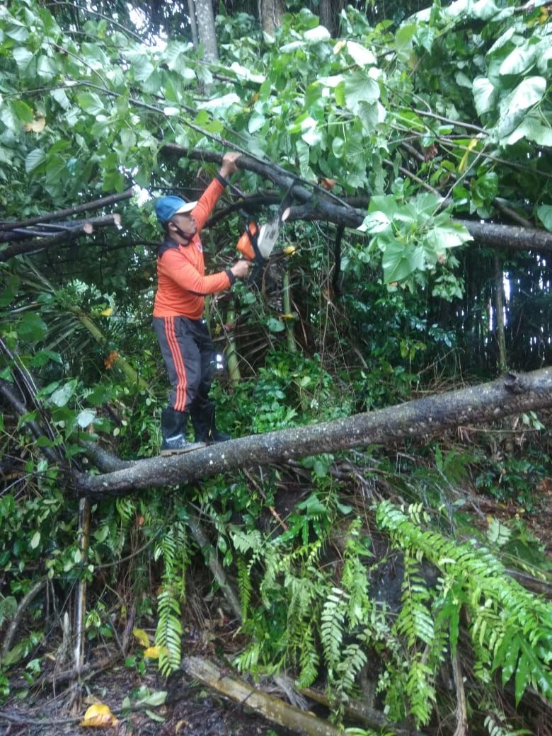 pohon tumbang timpa kabel PLN Jumat 22 Januari