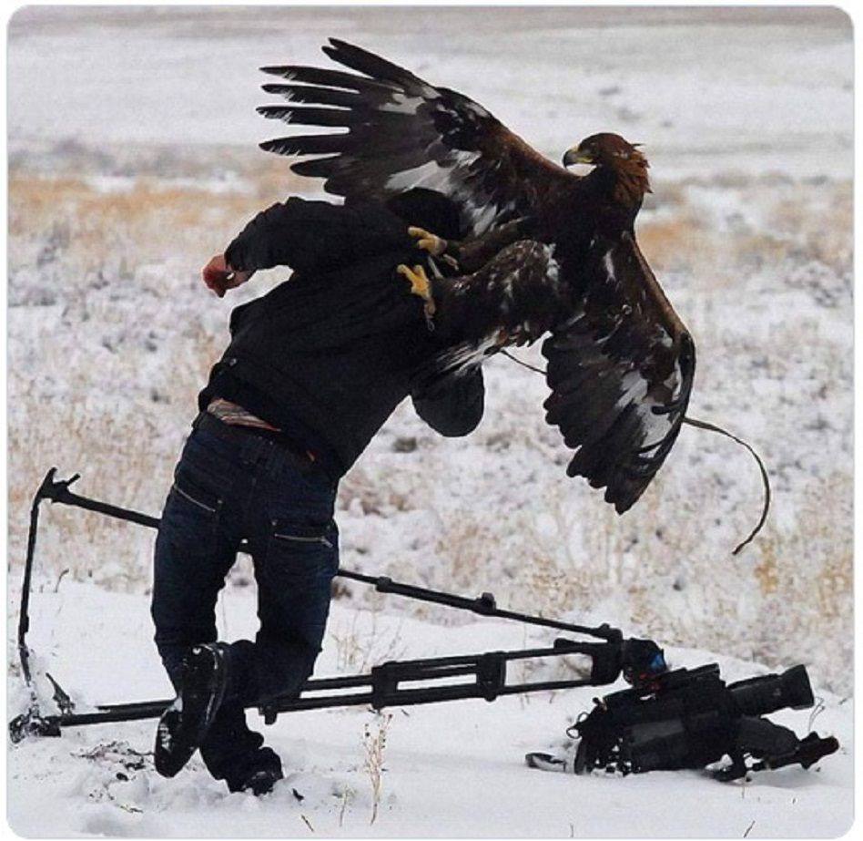  Seekor burung elang menukik dan mendarat di punggung videographer.