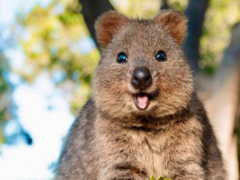 Bukan Kanguru atau Koala, 8 Fakta Menarik 'Quokka' Primadona Baru