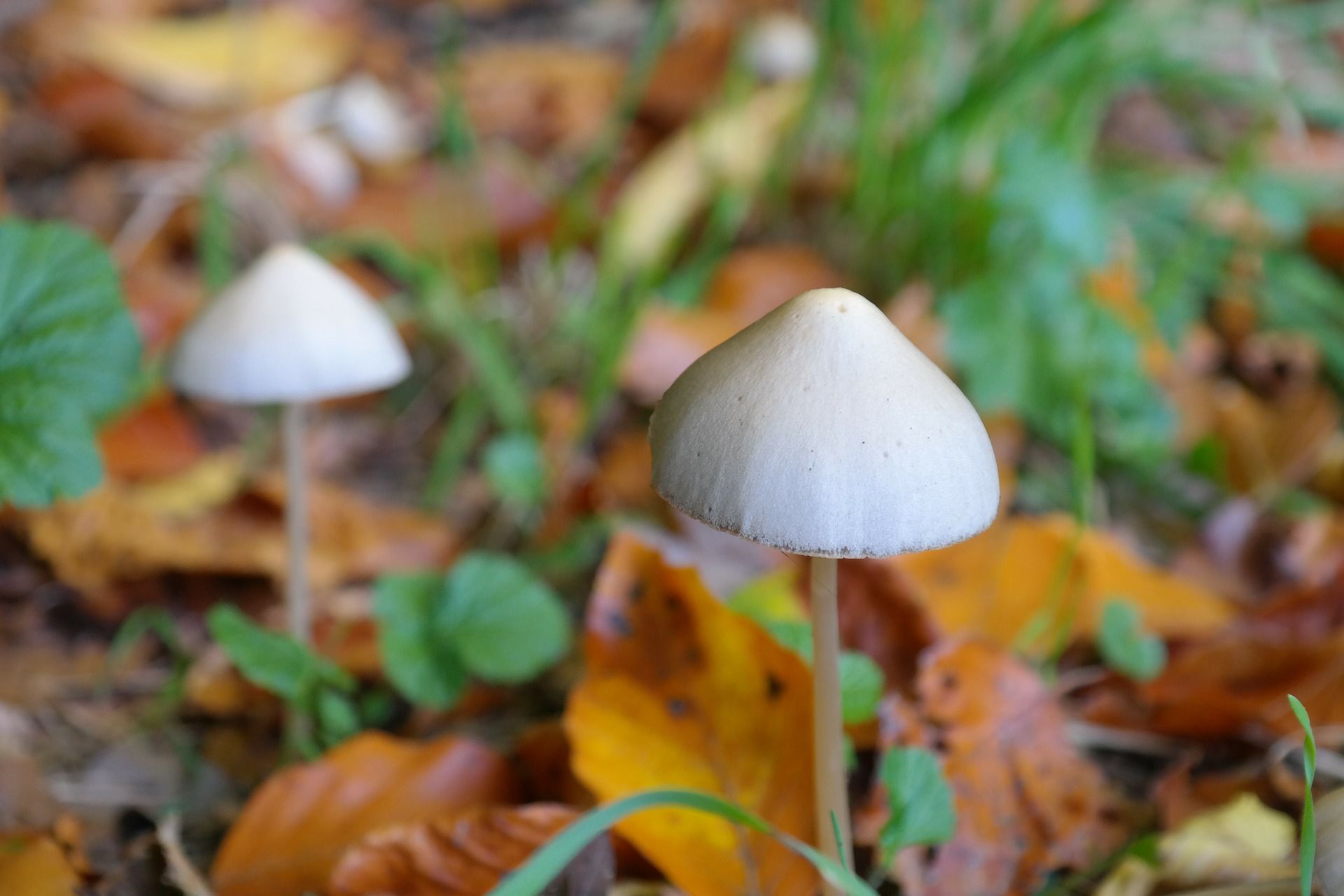 Magic Mushroom Adalah Narkoba Dengan Tingkat Halusinasi Terparah Simak Faktanya Pedoman Tangerang