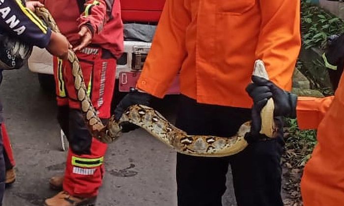 Penampakan ular sanca yang berhasil dievakuasi damkar kota Cimahi dari atas kabel listrik.