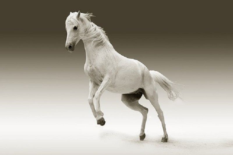 19+ Arti Mimpi Naik Kuda Putih Menurut Islam