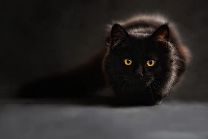 Fakta Unik: Kucing Hitam Ternyata Terbagi Ke Dalam 3 Kategori, Apa 