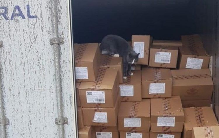 Seekor kucing ditemukan di tumpukan paket setelah terkurung selama tiga minggu.