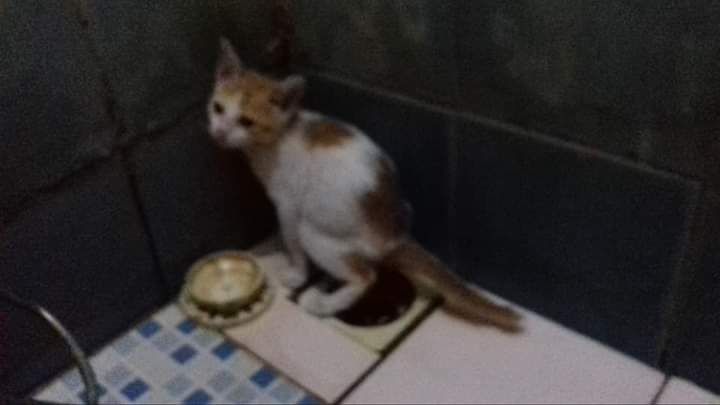 Kucing jantan bernama Nemo milik Vincentia Ratnawati sedang buang air besar/kotoran di lubang saluran pembuangan di kamar mandi. 