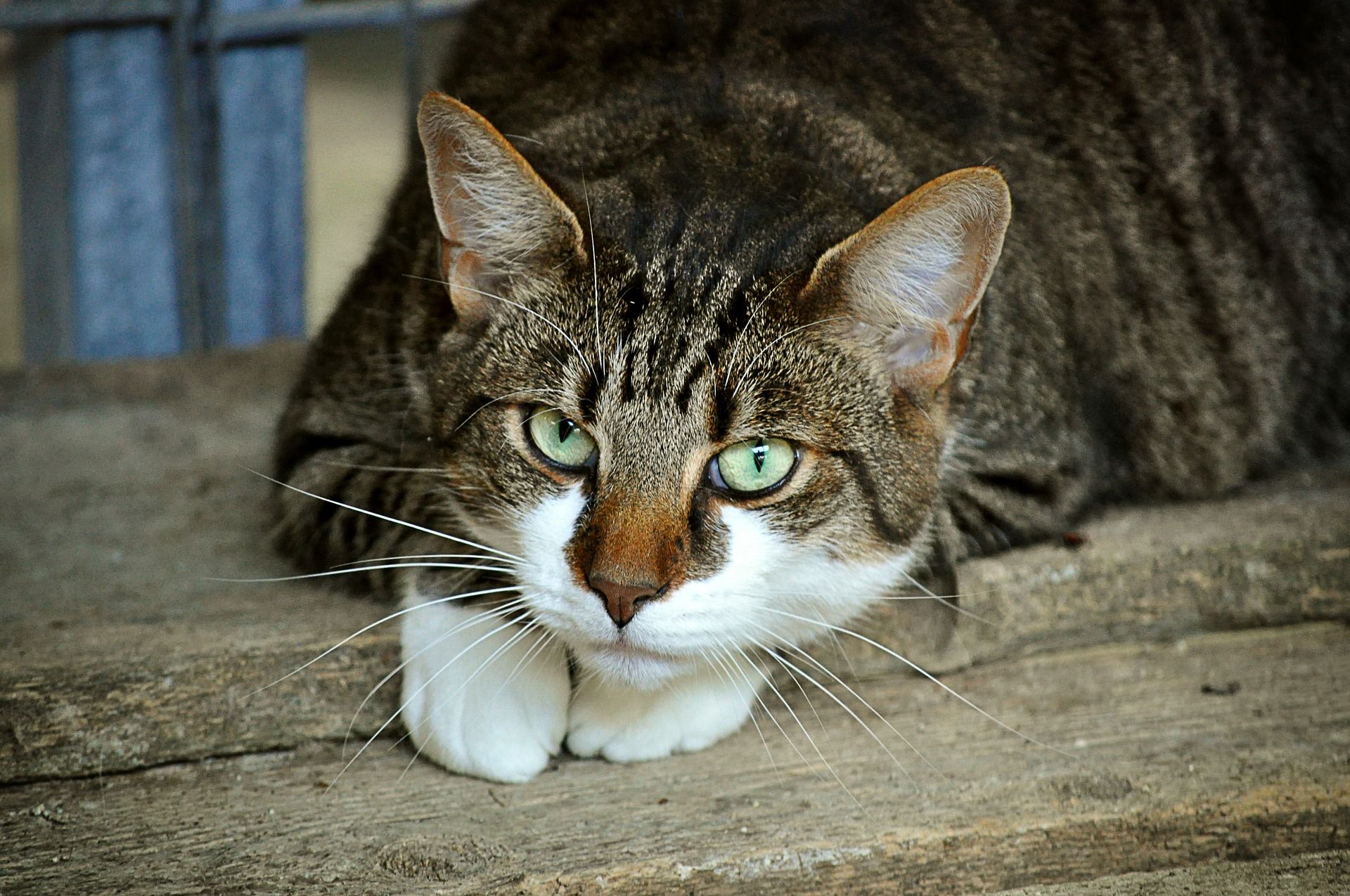 Kenapa Kucing Takut Air Ini 3 Alasannya Kabar Joglo Semar