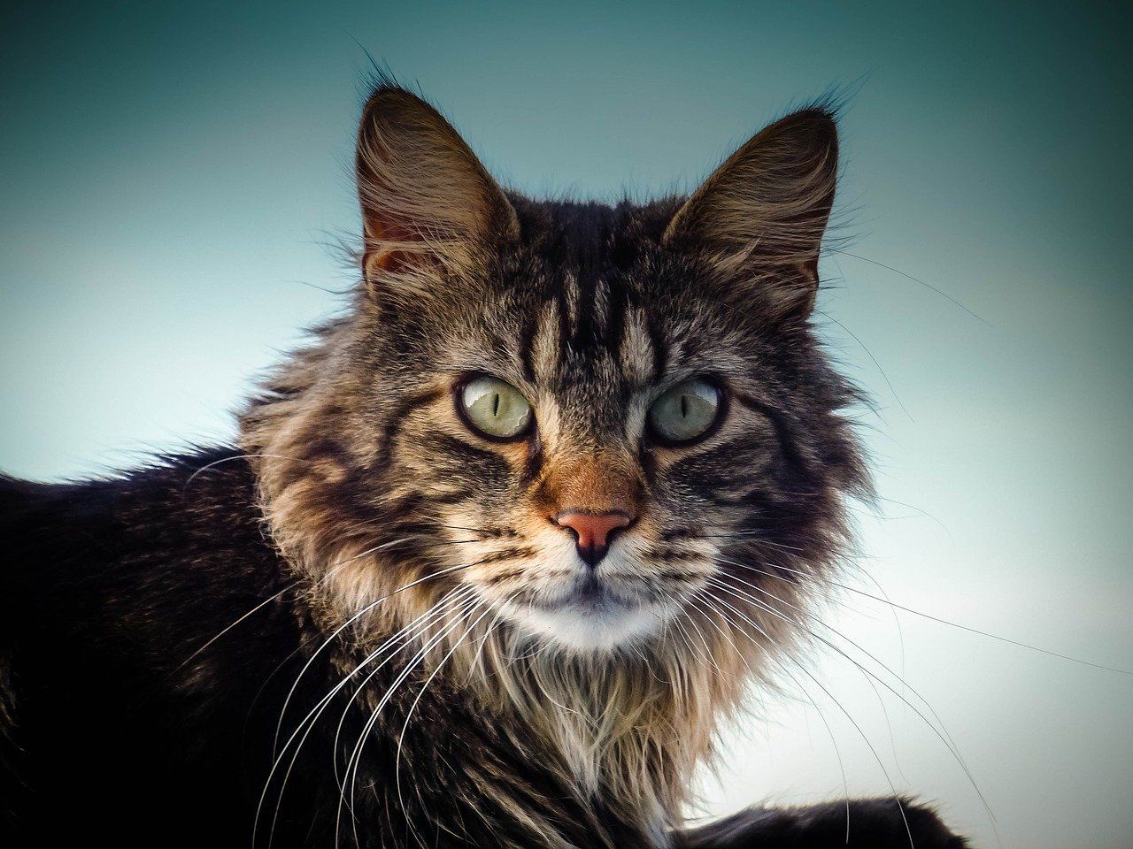 10 Fakta Maine Coon Si Kucing Rumahan Bertubuh Besar Ringtimes Banyuwangi