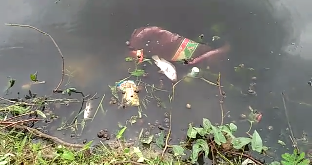Penampakan ikan yang mati di Situ Citongtut, diduga akibat limbah.
