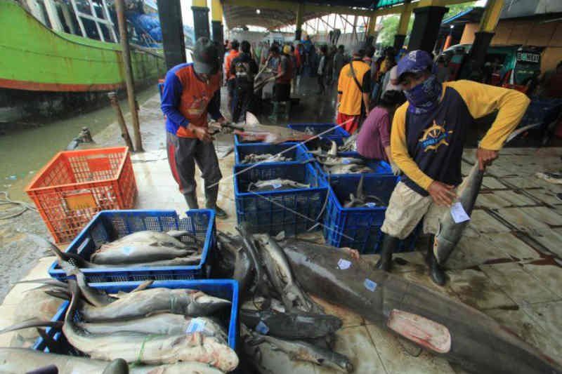Pekerja mengumpulkan ikan hasil tangkapan nelayan di tempat pelelangan ikan Karangsong, Indramayu, Jawa Barat, Minggu (31/1/2021). Anggota DPR mempertanyakan adanya penolakan China atas ekspor ikan Indonesia karena diduga terpapar Covid-19.