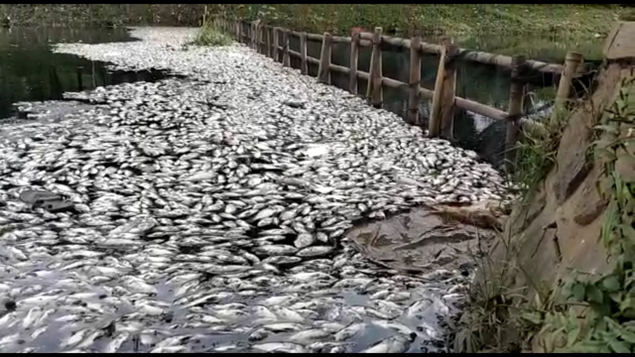 Ribuan ikan mati di Situ Citongtut, Cicadas, Gunung Putri, Kabupaten Bogor