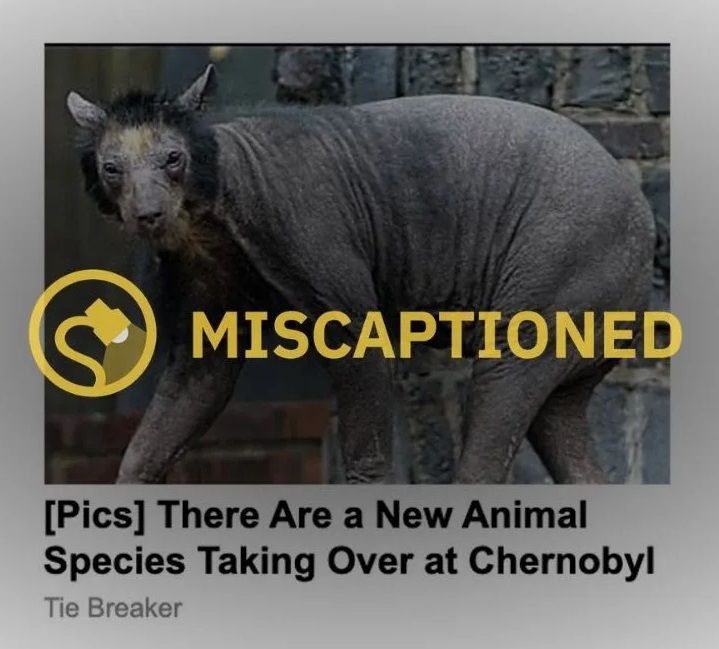 Tangkapan layar iklan online yang menyebutkan spesies hewan baru ditemukan di Chernobyl.