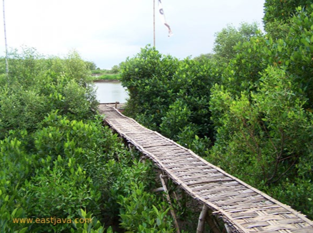 Hutan Mangrove Wonorejo. (Flickr / East Java Tourism Indonesia)