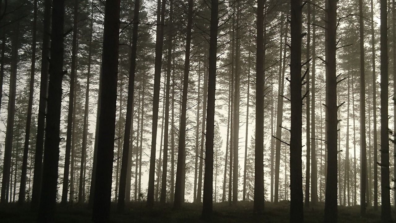 Ilustrasi tersesat di hutan
