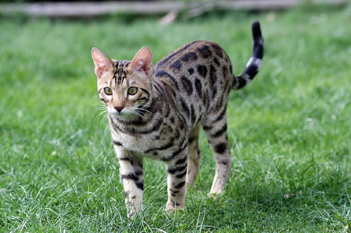 Kucing Benggala memiliki belang-belang mirip kucing liar dan pola bulat-bulat mirip macan tutul. /Pixabay/Irina_kukuts/