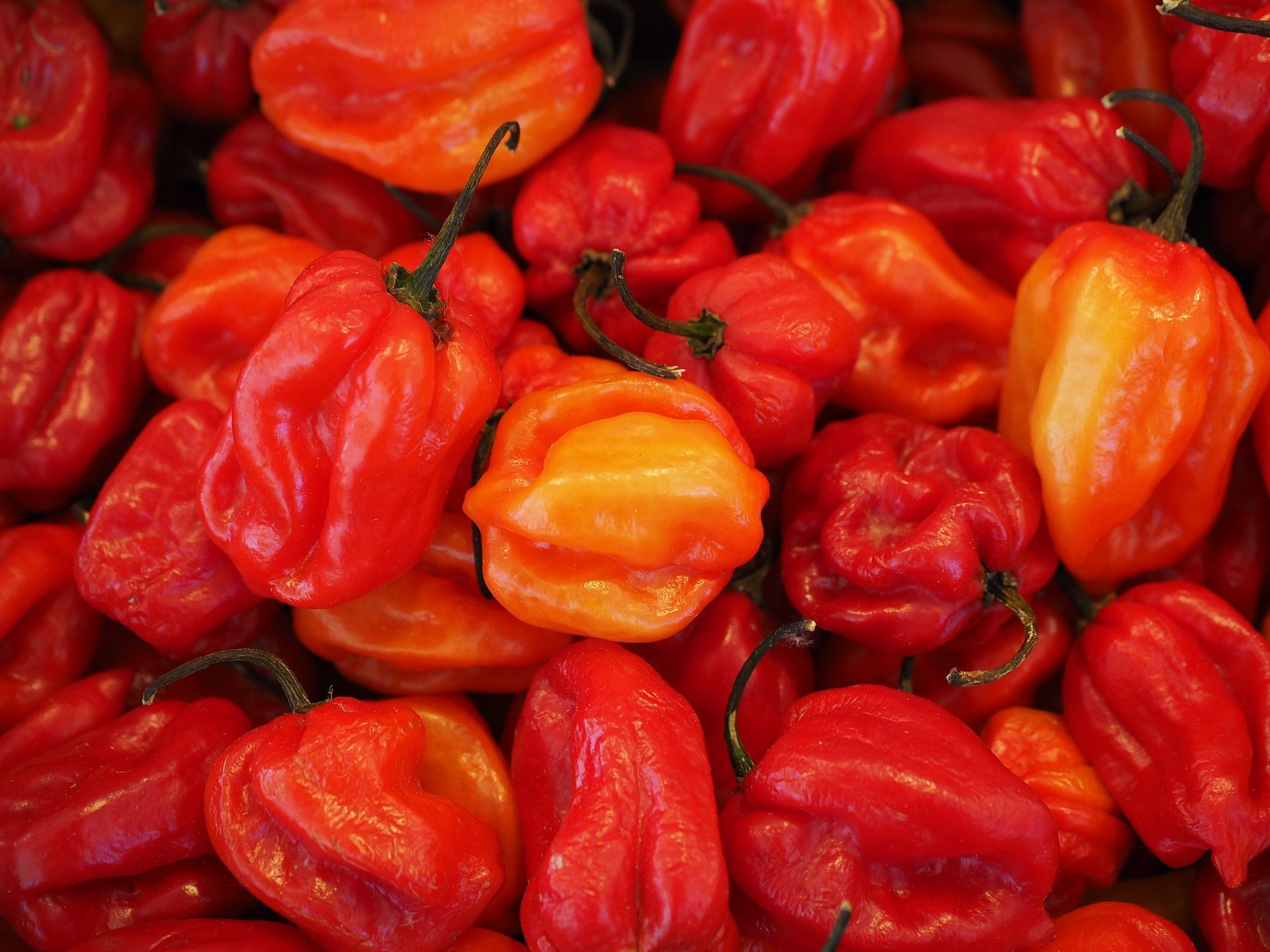 5 Fakta Carolina Reaper, Cabai Terpedas sampai Menelan Korban Jiwa - Ringtimes Bali