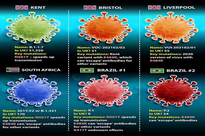 Virus Corona varian baru bernama Kent (kiri atas) bisa menjadi strain virus yang paling dominan di seluruh dunia. /Daily Mail