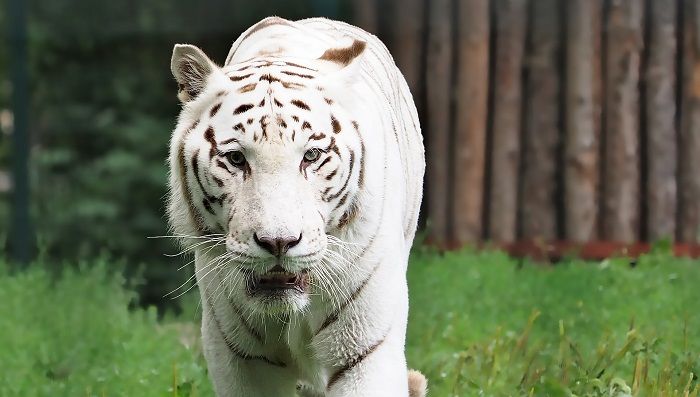 Harimau Putih Dalam Bahasa Arab