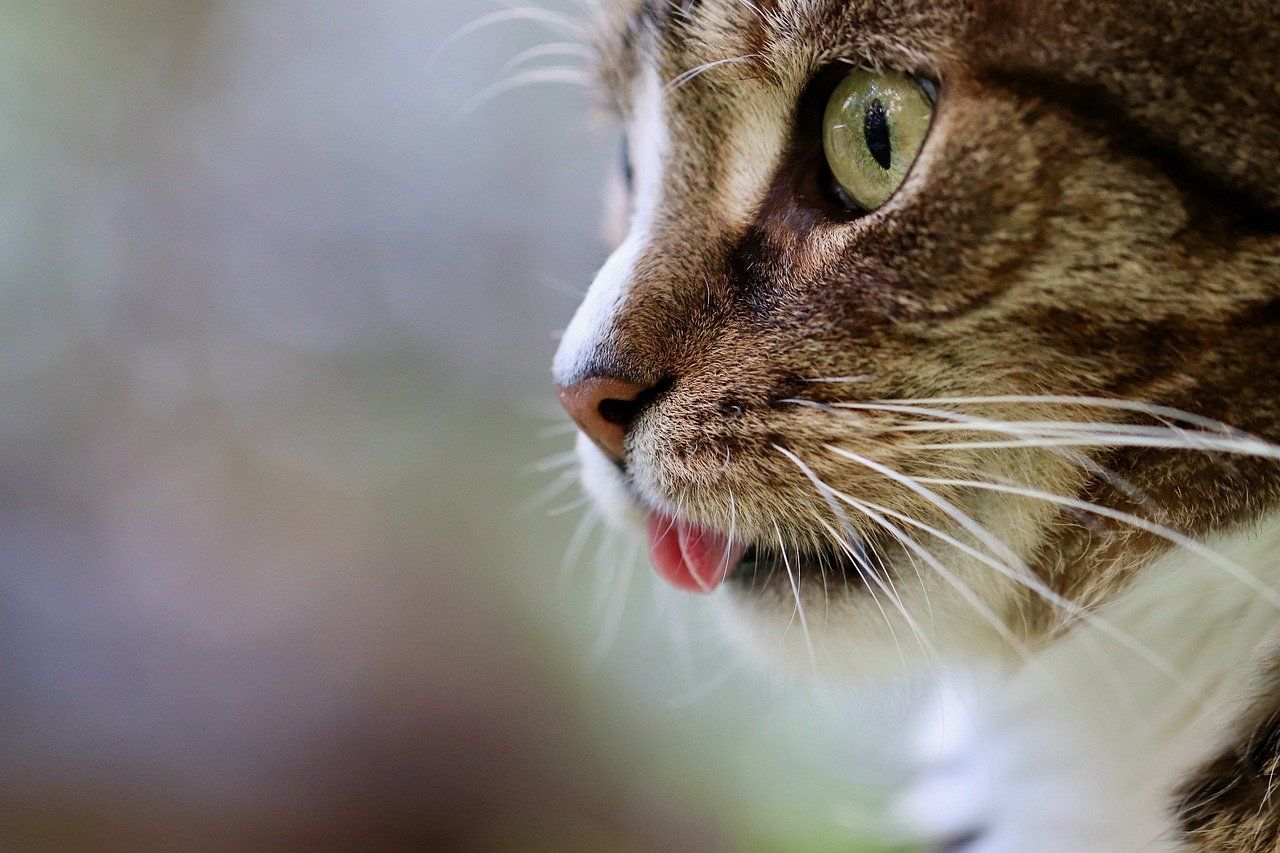 Hipertiroid Pada Kucing? Berikut Ini yang Harus Anda Ketahui 