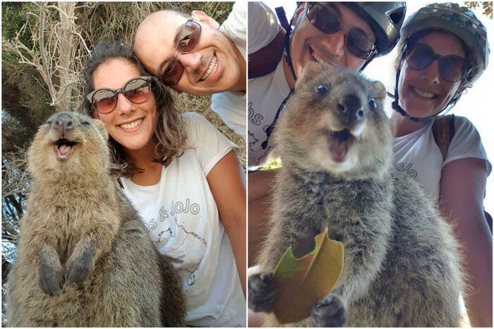 Quokka diajak ber-selfie oleh pengunjung.
